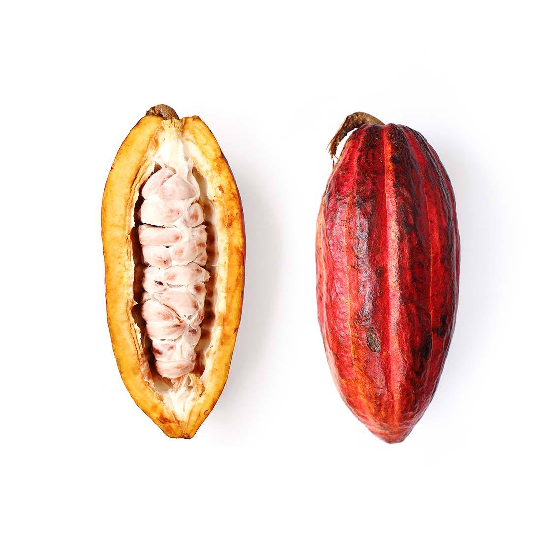 Fresh Cocoa Bean Pods