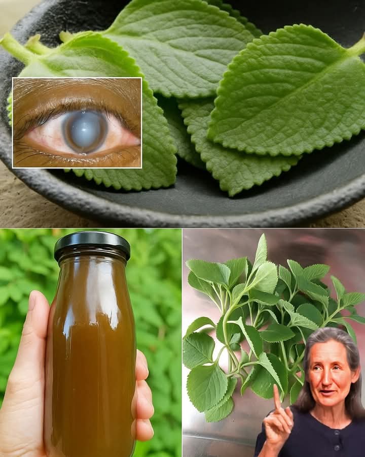 Oregano Spring Water