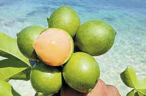 Ginep / Ackee