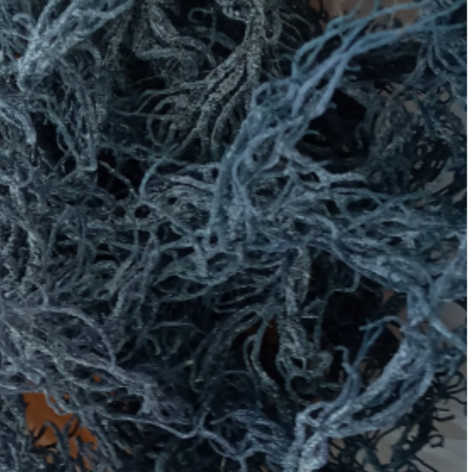 Green Seamoss - Bulk / Wholesale - 1lb & Up