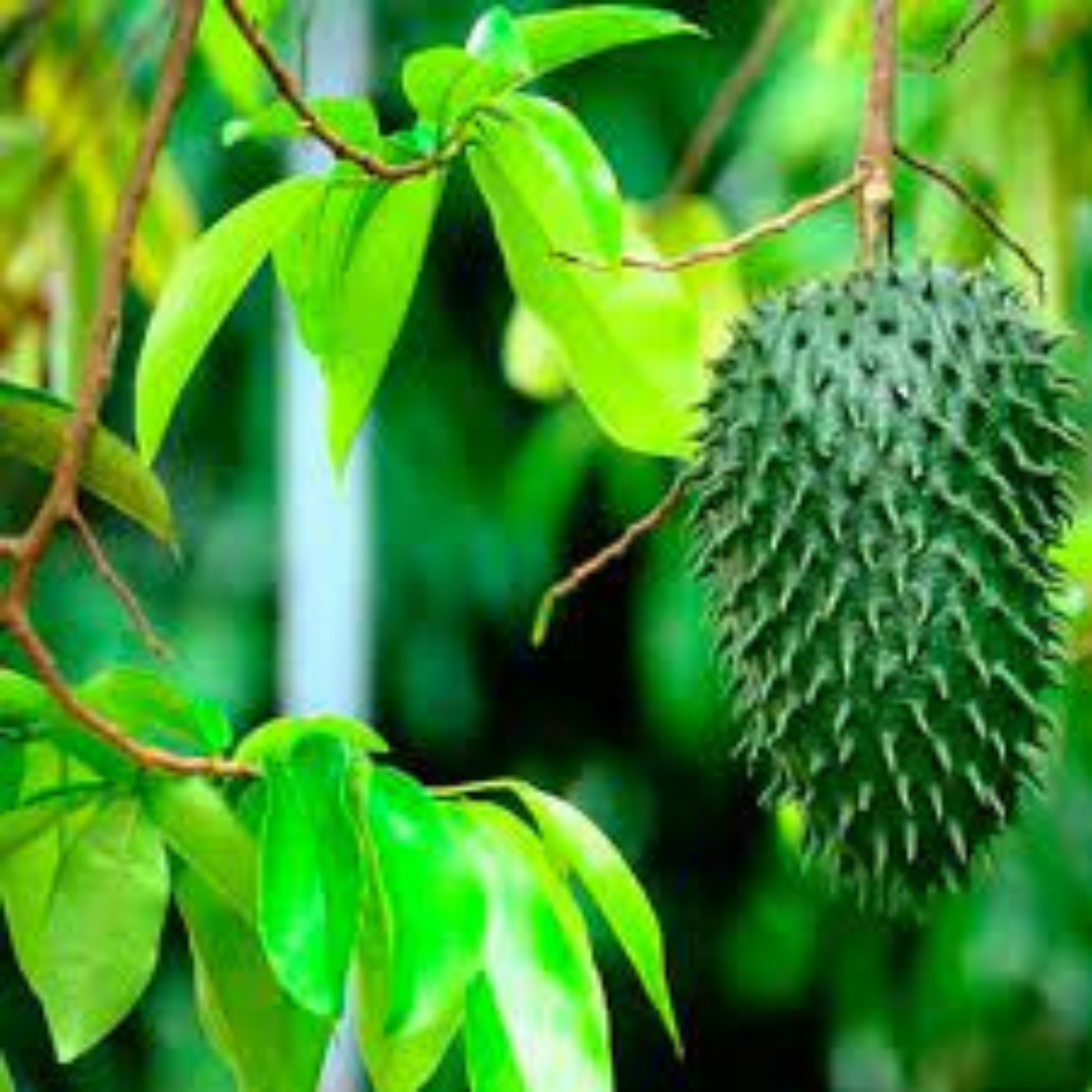 Organic Soursop Whole Leaves
