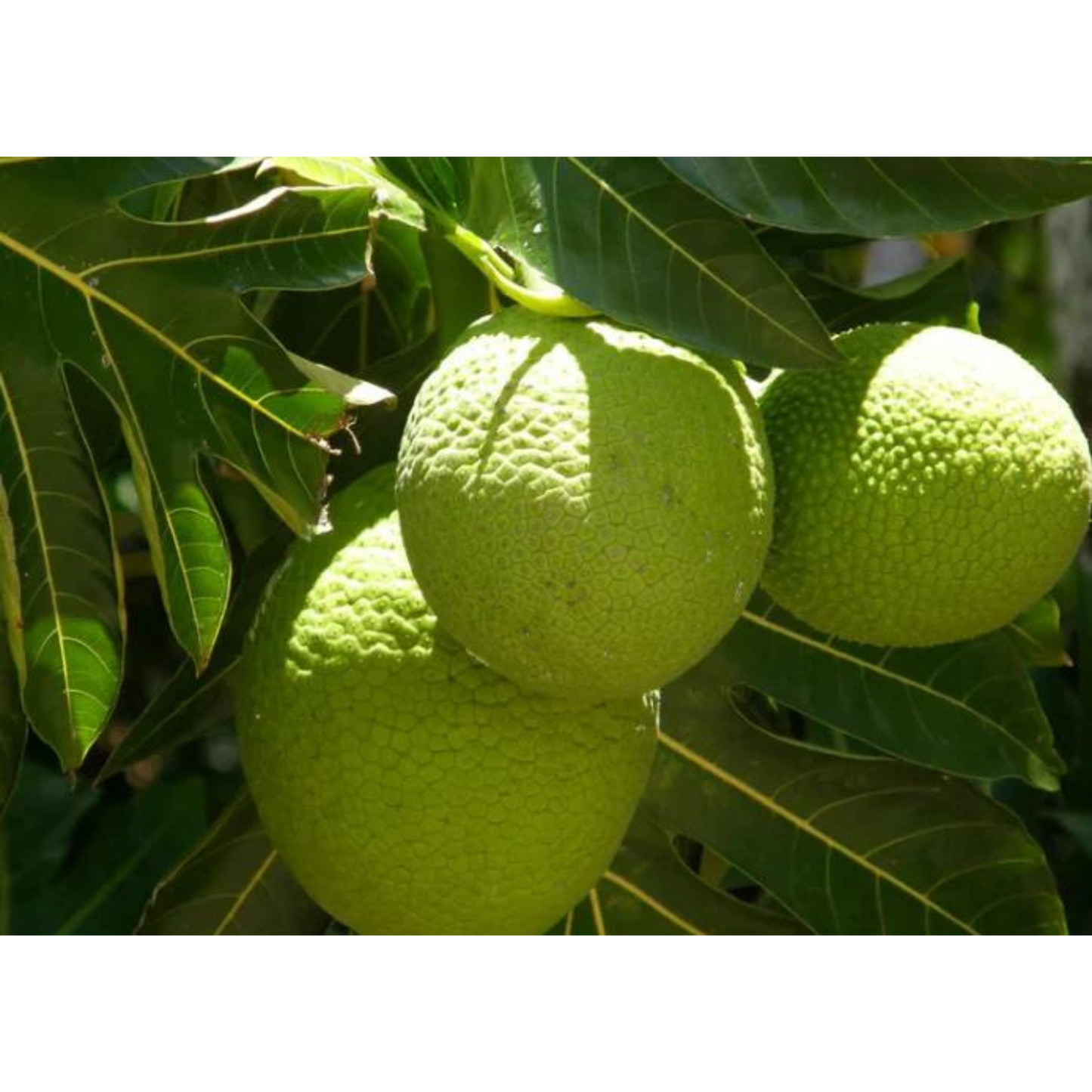 Breadfruit - Raw, Whole