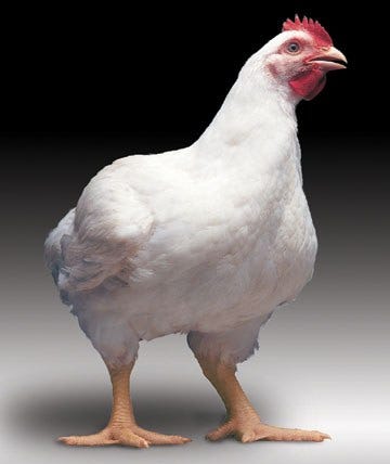 NFFAA - Broiler Chicken