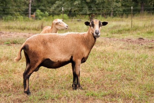 NFFAA - Black Belly Sheep