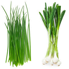 Chives / TiLoyon